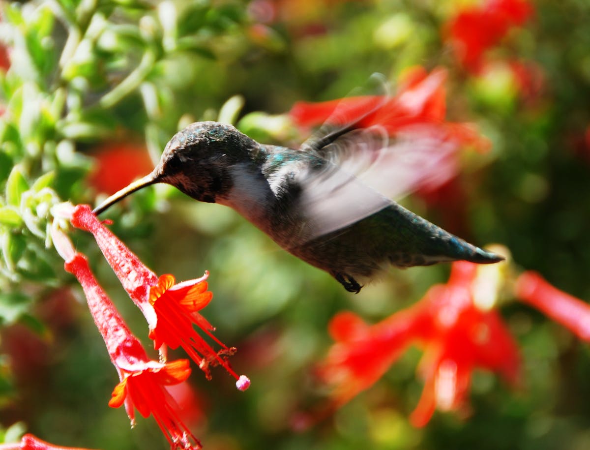 Right Ratio for Hummingbird Nectar